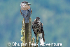 A pair of spotted nutcrackers in an old tree