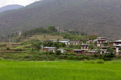 On the way to Chimi Lhakhang through the rice fields