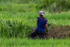 Rice fields on the way to Chimi Lhakhang