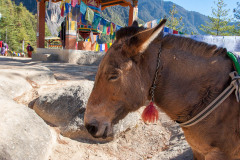 Optional pony trip to Taksang cafeteria