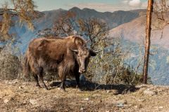 Yak seen near Gangtey