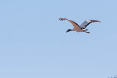 Black-necked crane