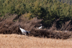 Black-necked cranes