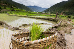 Passing through a rice field on the way to Kahmsum Yuelley