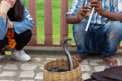 Snake charmer doing his thing