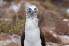 A blue footed booby on Galapagos