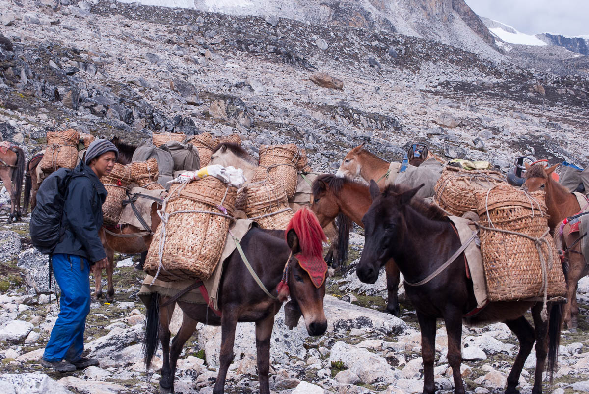 Horses used for trekking in Bhutan.