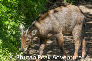 A deer along the path.