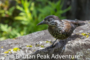 Spotted Nutcracker Bird